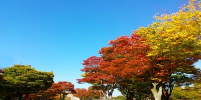 紅葉の公園